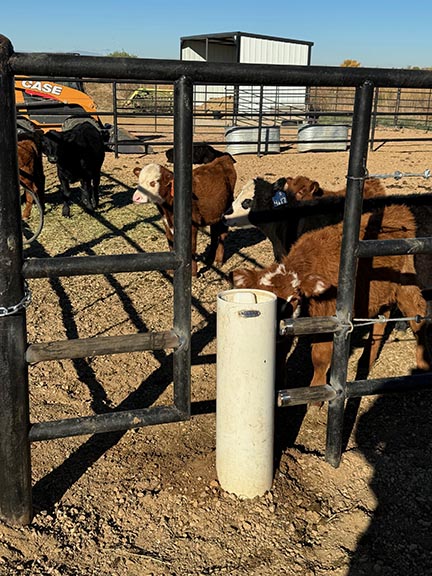 Pipe and Cable Fencing, with 3 Strands of Cable with a Rubrail. For horse pens and cattle corrals. Complete with Weld on Gates, and Feeder Fence Installed. Constructed by Integrity Welding Service LLC, servicing the Front Range of Colorado.