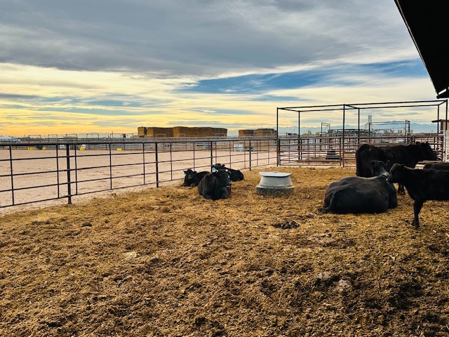 Continous Fence is nice for pens with Calves to help keep them better Contained than Cable or Wire but more economical than all Pipe Construction. Integrity Welding Service LLC, servicing the Front Range of Colorado.